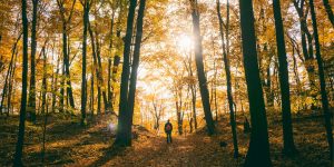 Uomo di spalle in una foresta con zaino sulle spalle